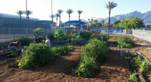 Join A Garden Community Gardens Of Tucson